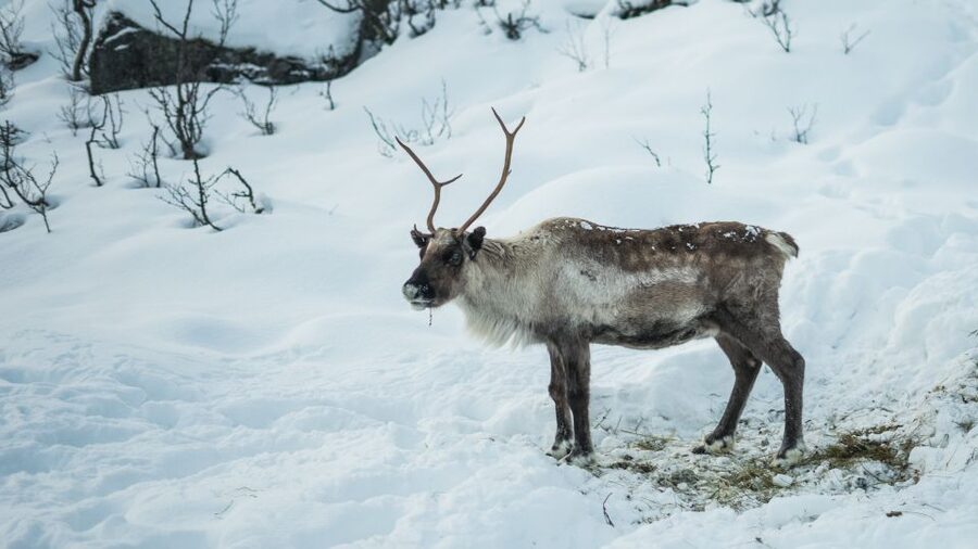 Tromsø: Exclusive Fjord Adventure by Bus - Key things I’d pay attention to