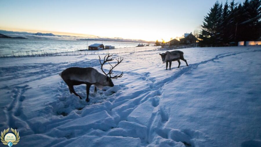 Tromsø: Exclusive Fjord Adventure by Bus - Price and value: what $68 buys in the real world