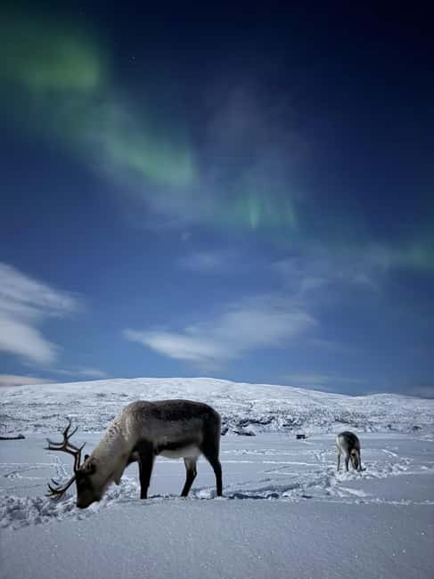 Tromsø: Exclusive Sámi Reindeer Experience with herders - Key things you will remember