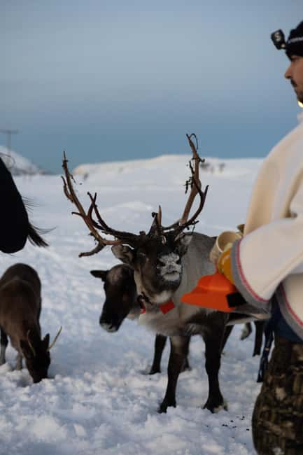 Tromsø: Exclusive Sámi Reindeer Experience with herders - Tromsø on Kvaløya: why this winter setting works