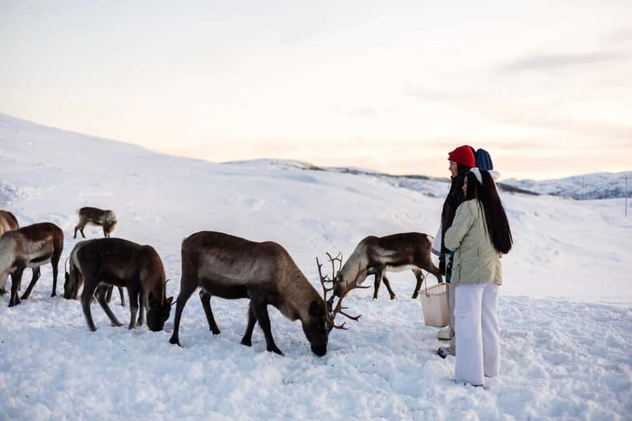 Tromsø: Exclusive Sámi Reindeer Experience with herders - The short walk to the grazing grounds, and what to watch for