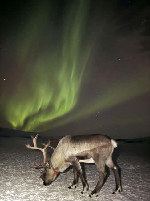 Tromsø: Exclusive Sámi Reindeer Experience with herders - Sámi culture inside real Arctic life, not a script