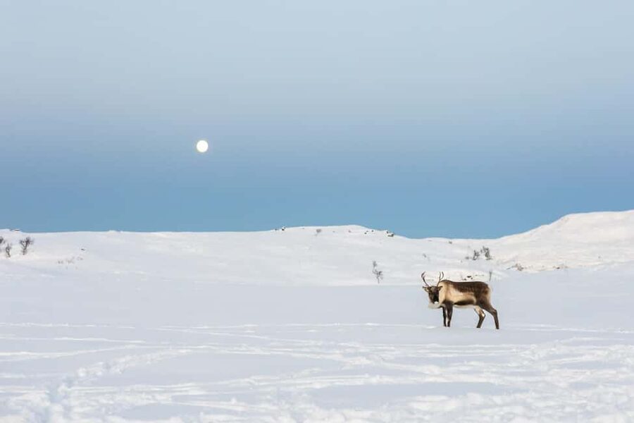 Tromsø: Exclusive Sámi Reindeer Experience with herders - 150 minutes that feel paced, not rushed