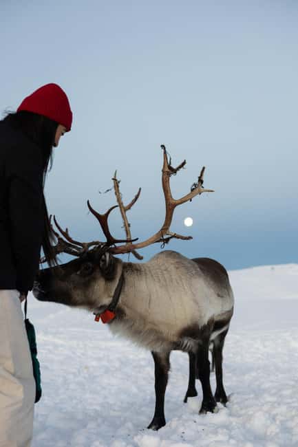 Tromsø: Exclusive Sámi Reindeer Experience with herders - What is included, and what you must bring