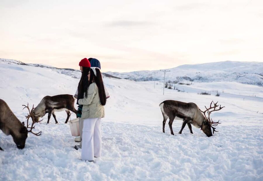 Tromsø: Exclusive Sámi Reindeer Experience with herders - Price in context: is $178 good value here?