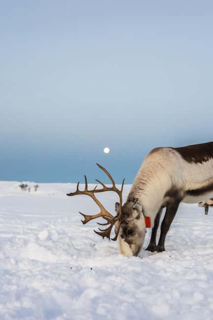 Tromsø: Exclusive Sámi Reindeer Experience with herders - Meeting the herders, the lavvo warm-up, and the tone of the visit
