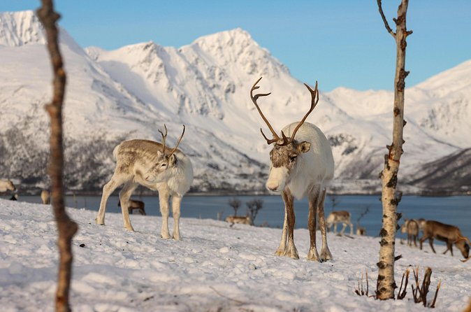 Tromso Excursion Artica Fjords and Sommaroy Islands with lunch - The return drive: panoramic Arctic nature, birds, and wildlife