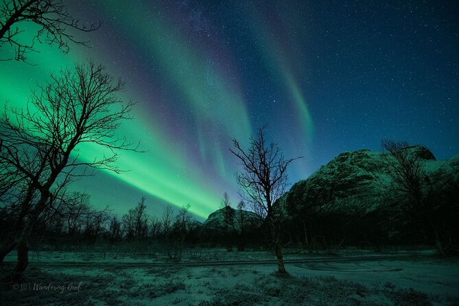 Tromsø: Express Aurora Hunt with Wandering Owl - Weather: the part nobody controls, and how the tour responds