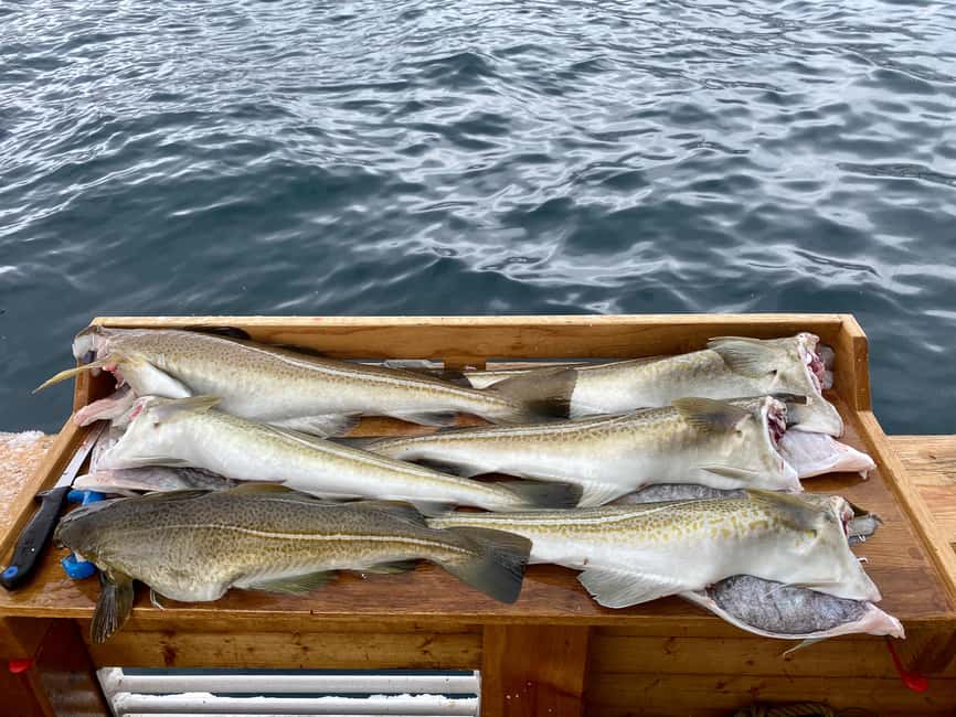 Tromsø: Fishing & Fjord Cruise - Hermes II and Tromsø Fjords, Without the Rush