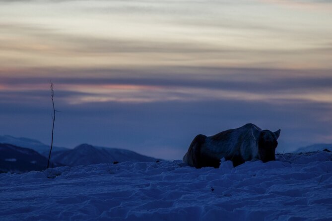 Tromsø: Fjord Adventure Tour with Wildlife and Lunch - Wildlife Watching: What You Can Expect, and What You Should Not Assume