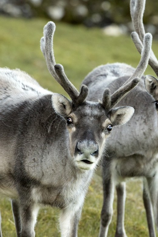 Tromso: Fjord Arctic Adventure Expedition - Who This Fjord Trip Is Best For