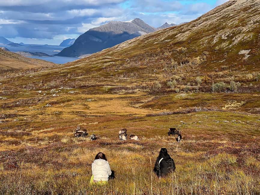 Tromso: Fjord Arctic Adventure Expedition - Value Check: Why $85 for 5 Hours Adds Up