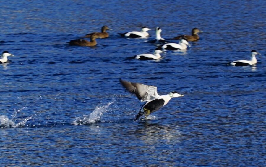 Tromsø: Fjord Cruise by Luxury Yacht - Luxury yacht expectations: where the value feels real, and where it can disappoint