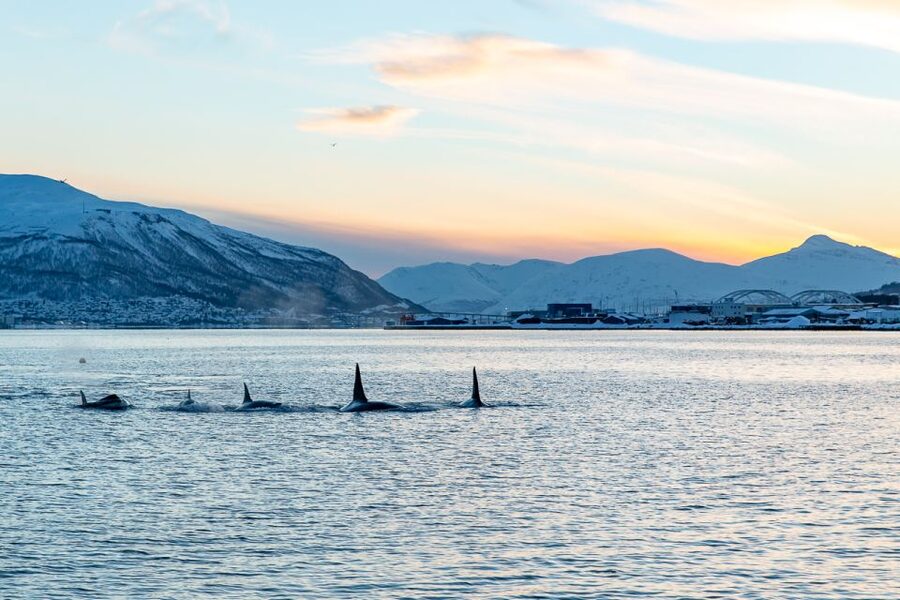 Tromsø: Fjord History Cruise with Snack and Drinks - Why the Hermes II 1917 Boat Changes Tromsø