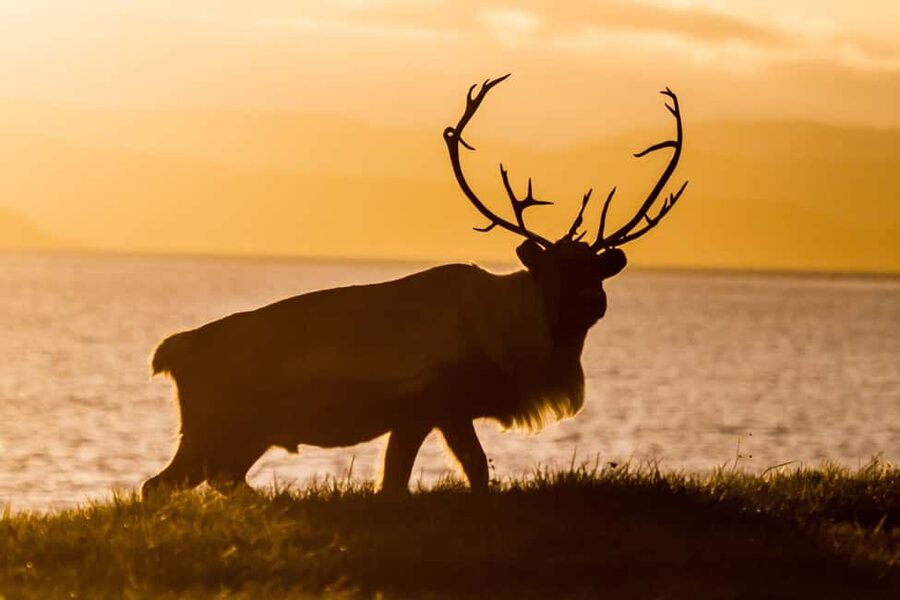 Tromsø: Fjord tour in a minibus to Sommarøy with fishsoup - Key Highlights You’ll Care About