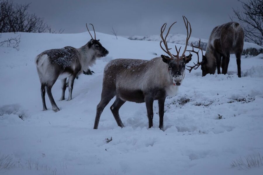 Tromsø: Fjords & Beaches Tour with campfire and Arctic food - Key points you’ll care about