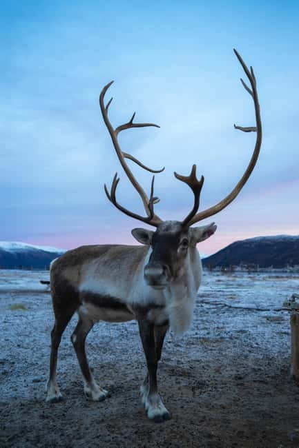 Tromsø: Fjords & Sommarøy Tour with Warm Local Lunch Option - Price and Value: Is $73 a Fair Deal?
