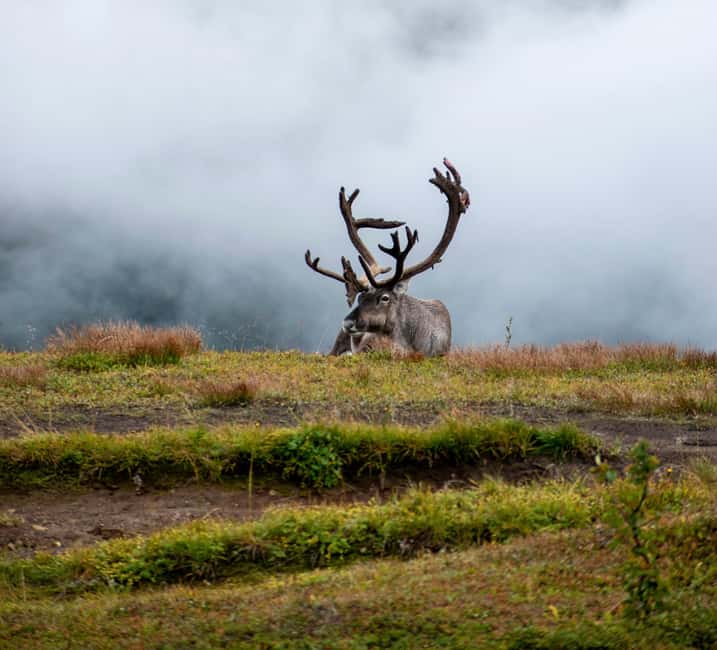 Tromsø: Fjords & Sommarøy Tour with Warm Local Lunch Option - Wildlife Odds: Eagles, Reindeer, Moose, and Rare Distant Whales