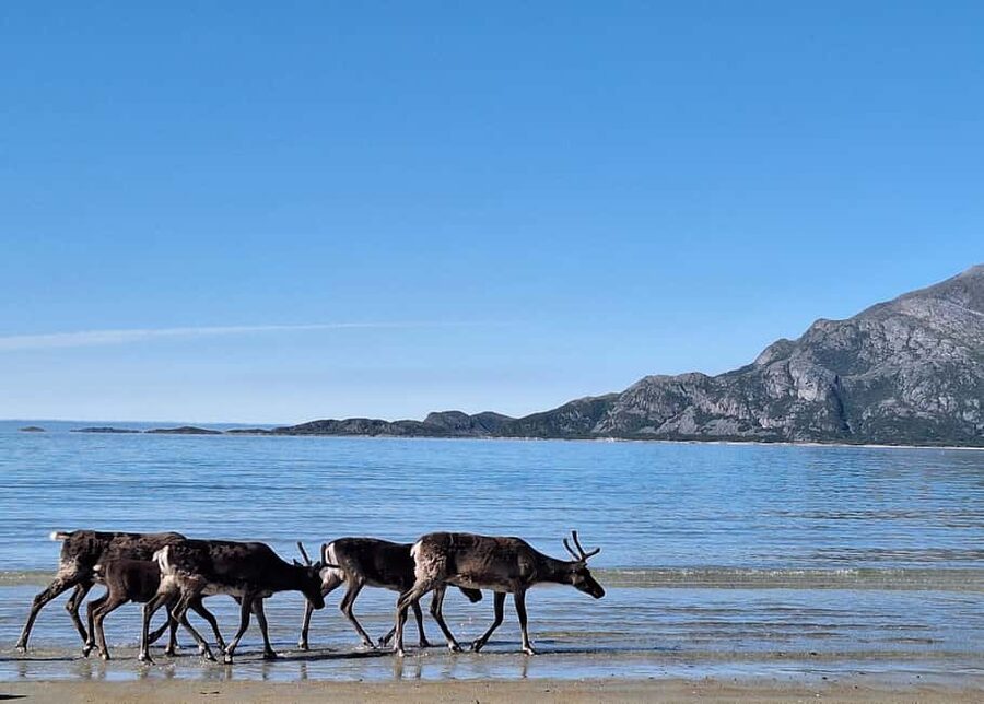 Tromsø: Guided Arctic Nature & Fjord Small Group Tour - Sommarøy, the Arctic Caribbean moment with time to breathe