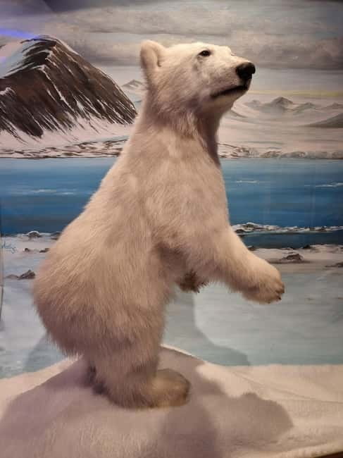 Tromsø: Guided Polar Bear Walk incl. Polaria & Polar Museum - Meeting point at Tromsø Cathedral and the value of a guided start