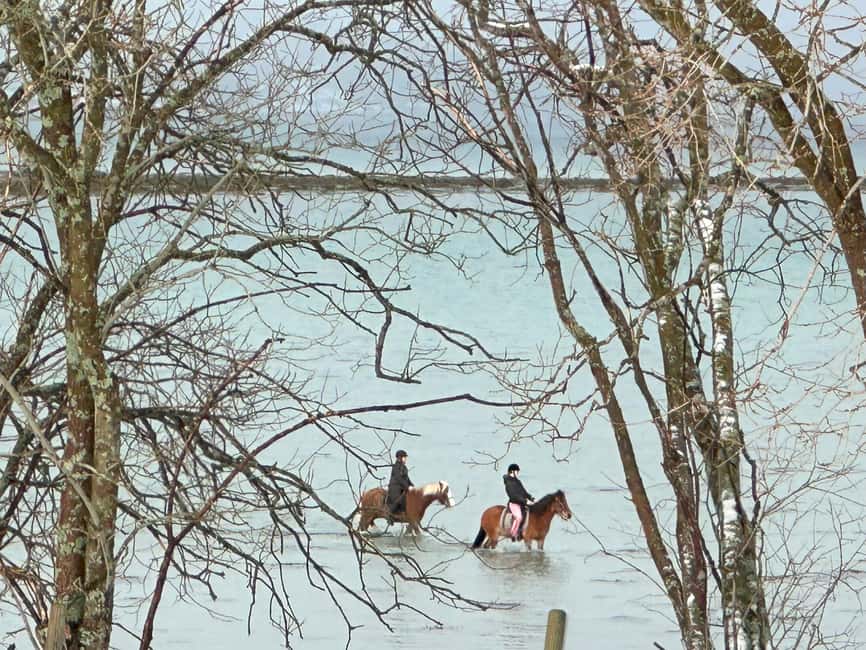Tromsø: Horseback Riding Tour - The 150-minute experience on Kvaløya: what the ride actually feels like