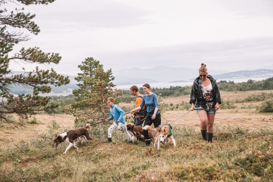 Tromsø: Husky Hike and Puppy Visit with Traditional Lunch - The husky hike: harness technique, dog power, and how to stay comfortable