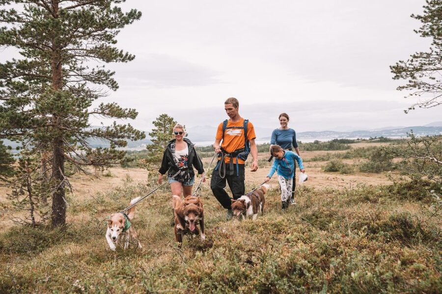 Tromsø: Husky Hike and Puppy Visit with Traditional Lunch - Should you book: my straight answer