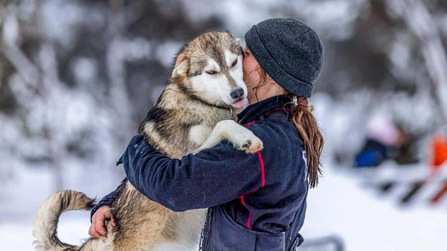 Tromsø: Husky Meet and Greet with Homemade Chocolate Cake - Meet 200 Alaskan Huskies at Tromsø Villmarkssenter
