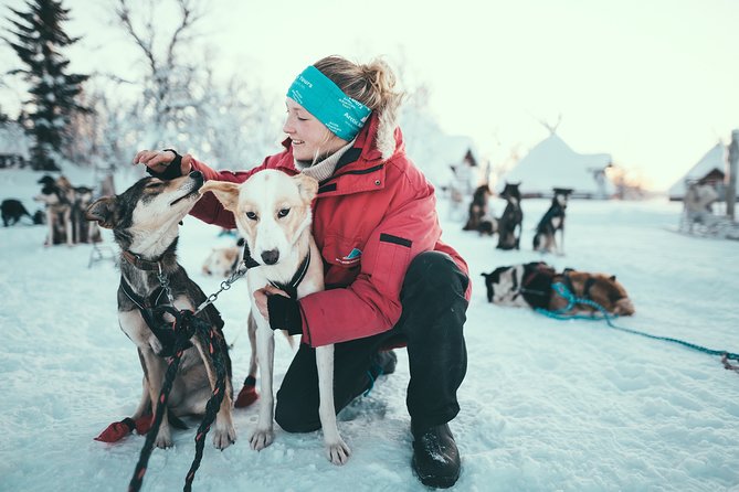 Tromso Husky Self-Drive Sledding with Cake and Drink in Lavvu - Key Things You’ll Notice Right Away