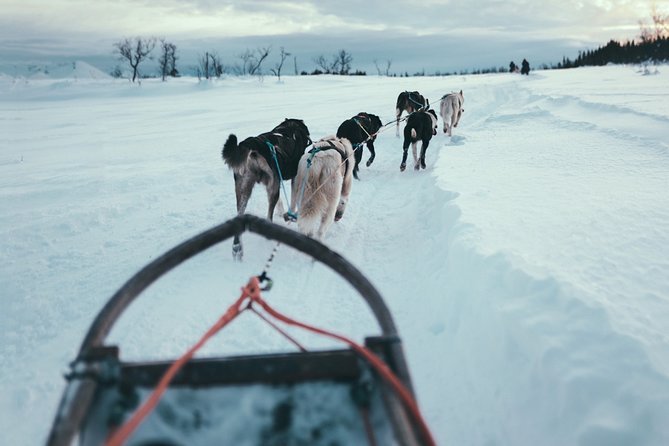 Tromso Husky Self-Drive Sledding with Cake and Drink in Lavvu - Self-Drive Mushing: What You Actually Do on the Sled