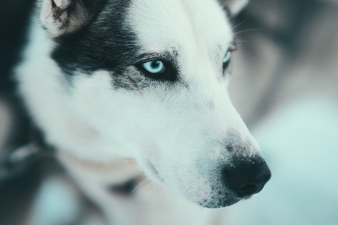 Tromso Husky Self-Drive Sledding with Cake and Drink in Lavvu - Kennel Time With 130 Alaskan Huskies: More Than a Quick Photo