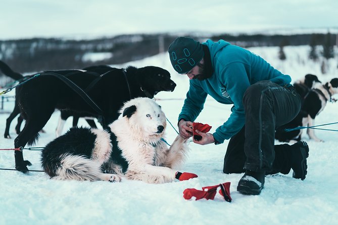 Tromso Husky Self-Drive Sledding with Cake and Drink in Lavvu - Price and Value: Is $361.68 Worth It?