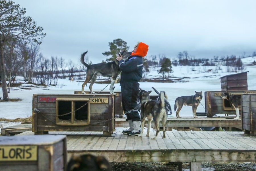 Tromsø: Husky Sled Self-Drive with Traditional Lunch - Price and value: what $282 gets you