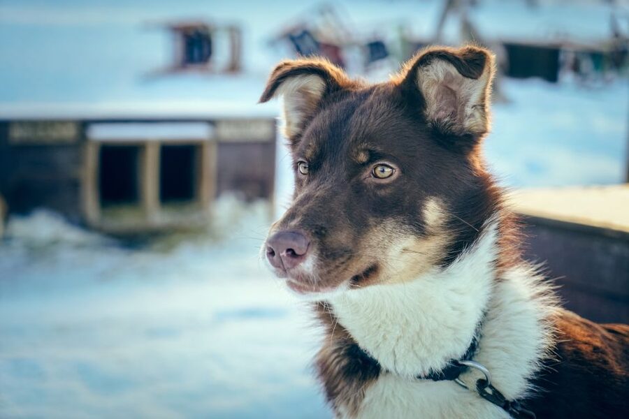 Tromsø: Husky Sled Self-Drive with Traditional Lunch - The views you get when you are actually driving