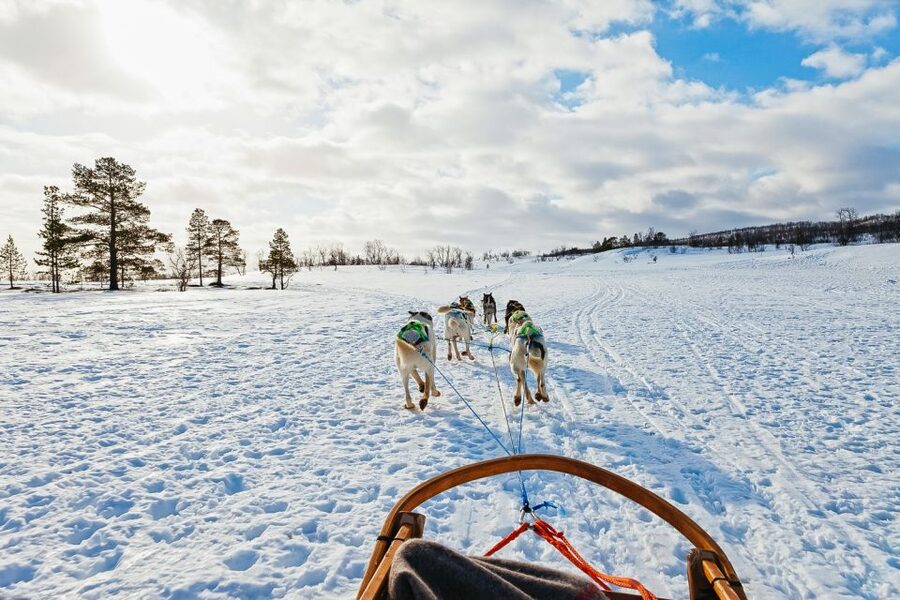 Tromsø: Husky Sled Self-Drive with Traditional Lunch - Meet the dogs and see how the farm works