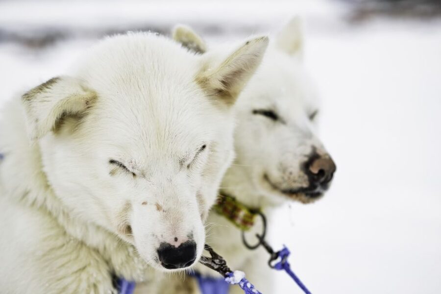 Tromsø: Husky Sled Self-Drive with Traditional Lunch - Meeting at Radisson Blu and getting ready for the cold