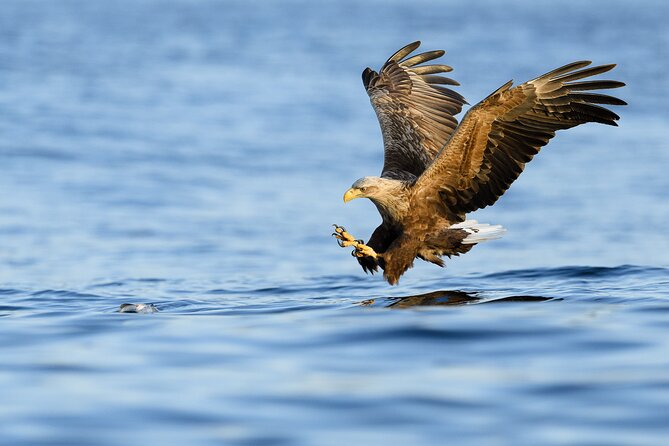 Tromsø Luxury Summer Fjord Cruise with Lunch - Value at $288.45: what’s included in a 4-hour fjord experience