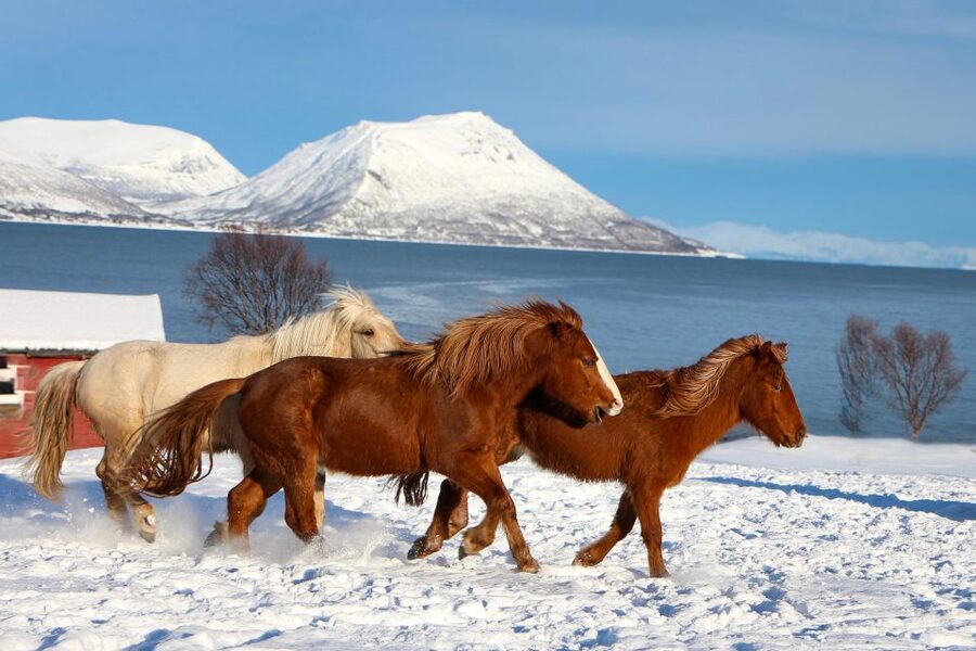 Tromsø: Lyngen Horse Stud Farm Visit - Quick reasons to go