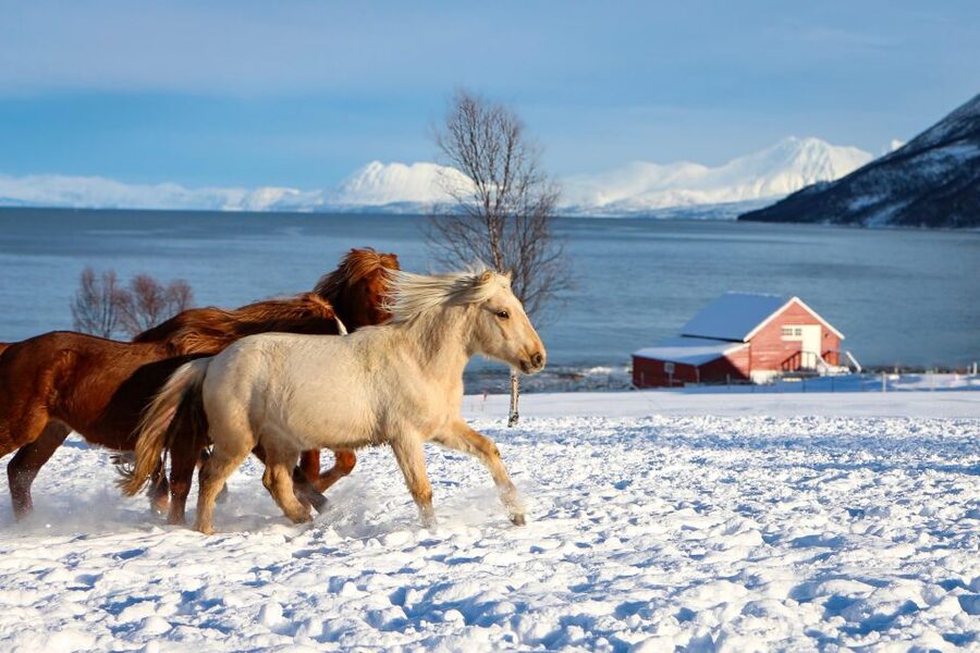 Tromsø: Lyngen Horse Stud Farm Visit - Tromsø’s oldest Lyngen stud farm feels like a living museum