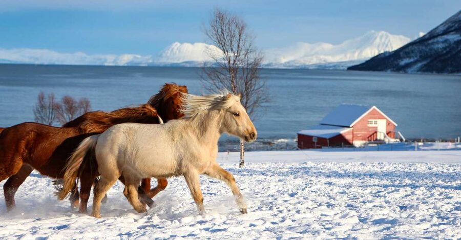 Tromsø: Lyngen Horse Stud Farm Visit - The 2-hour flow: meeting at Tromsø Lyngshest and heading to the viewpoint