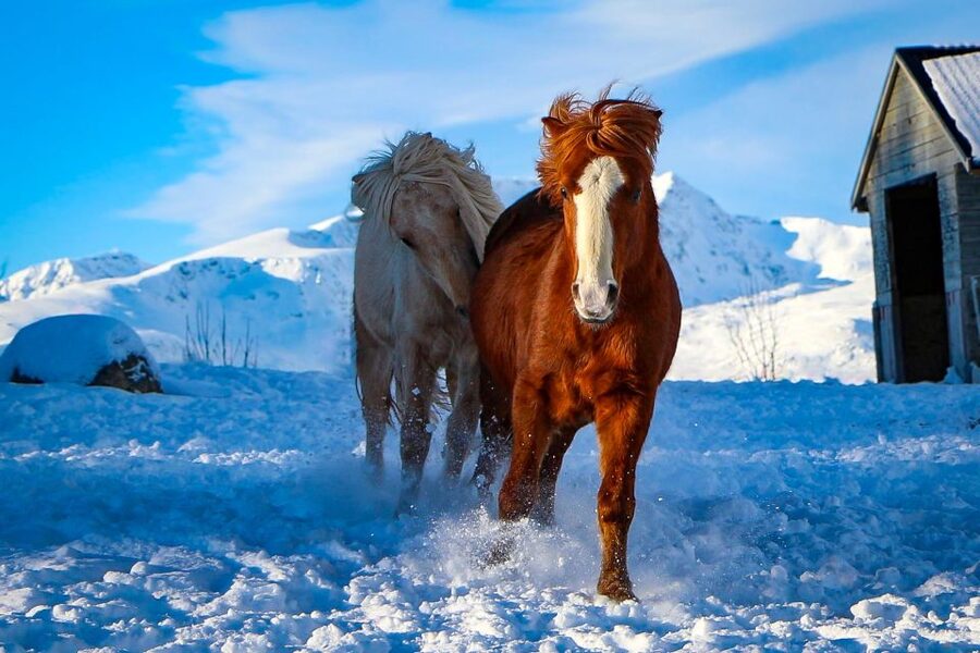 Tromsø: Lyngen Horse Stud Farm Visit - Safety rules, weight limit, and who this is best for