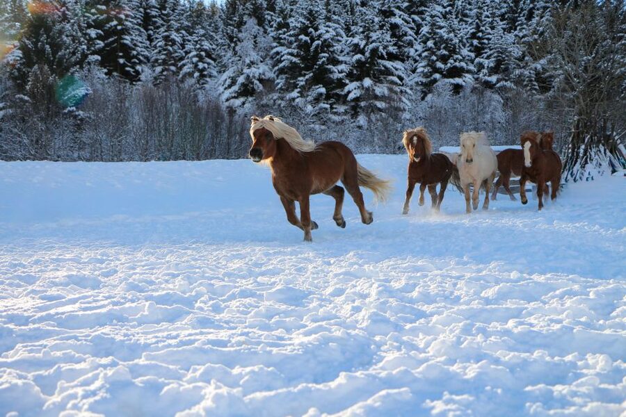 Tromsø: Lyngen Horse Stud Farm Visit - Should you book the Tromsø Lyngen horse stud farm visit?