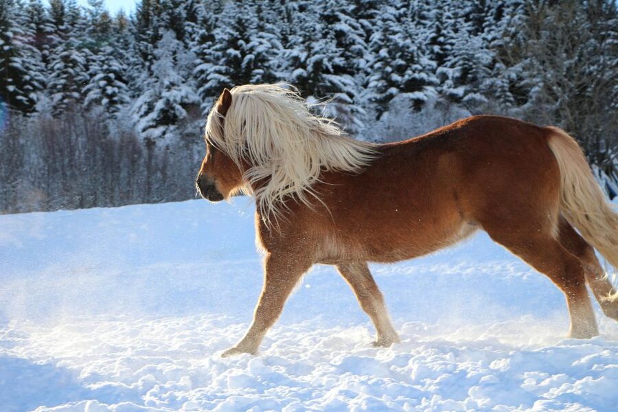 Tromsø: Lyngen Horse Stud Farm Visit - Getting there: Ullstindvegen 1279 and what to bring
