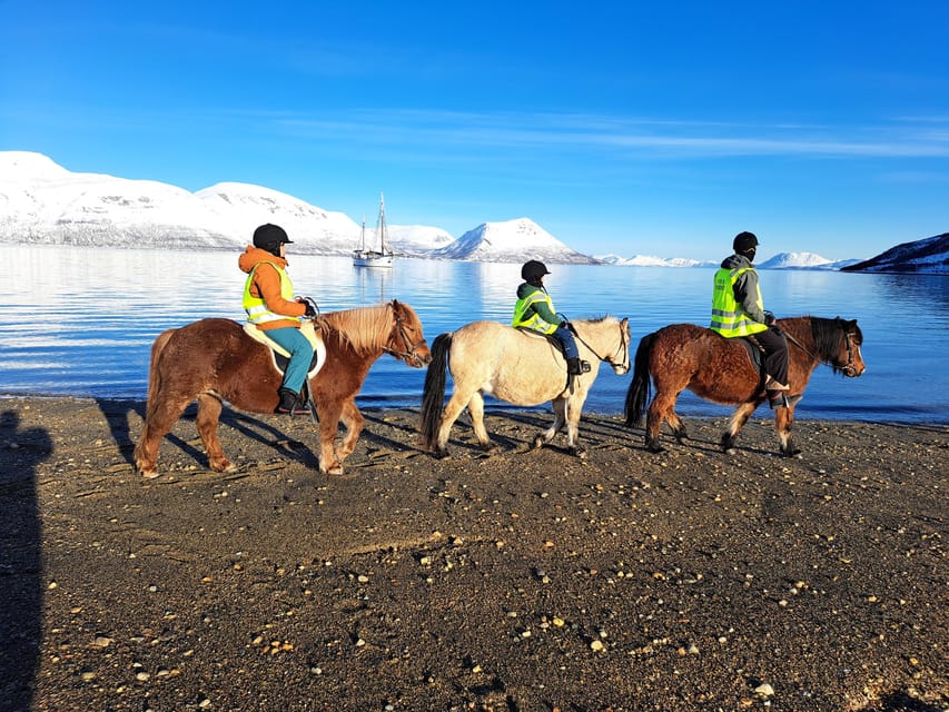 Tromsø: Lyngen Horse Winter Riding Experience - Meeting the herd at Tromsø Lyngshest, then choosing your horse