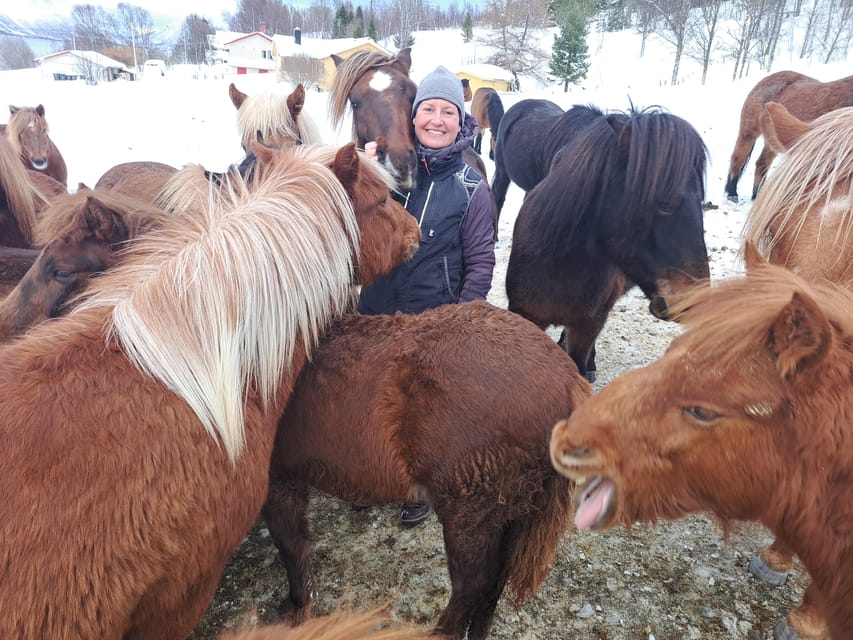 Tromsø: Lyngen Horse Winter Riding Experience - The ride starts quiet, with arctic air in your face