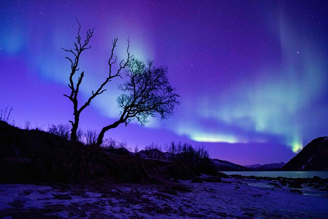 Tromsø Northern Lights with Campfire and Professional Photos - Price and value: what $310.85 buys you in Tromsø