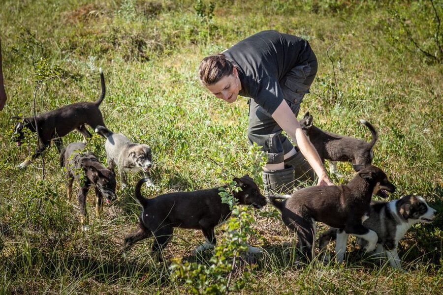 Tromsø: Puppy Training at the Husky Kennel with Lunch - Key Points to Know Before You Go