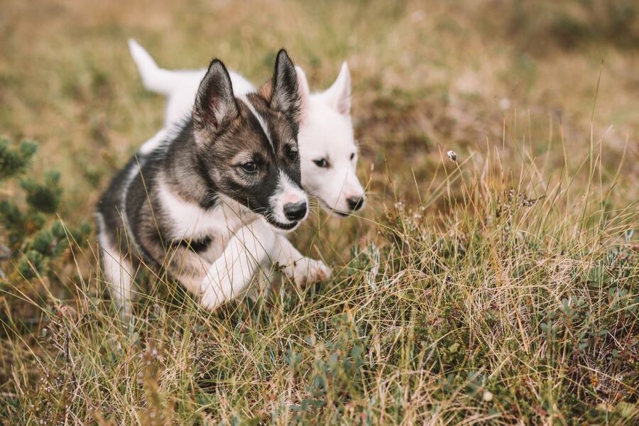 Tromsø: Puppy Training at the Husky Kennel with Lunch - The Outdoor Hike: Norway’s Nature as a Training Tool