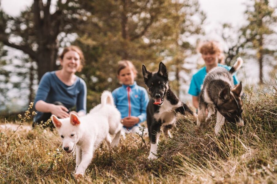 Tromsø: Puppy Training at the Husky Kennel with Lunch - Lunch After the Snow: A Cozy Reset by the Fire