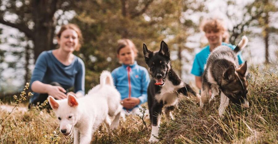 Tromsø: Puppy Training at the Husky Kennel with Lunch - Small Tips That Make a Big Difference